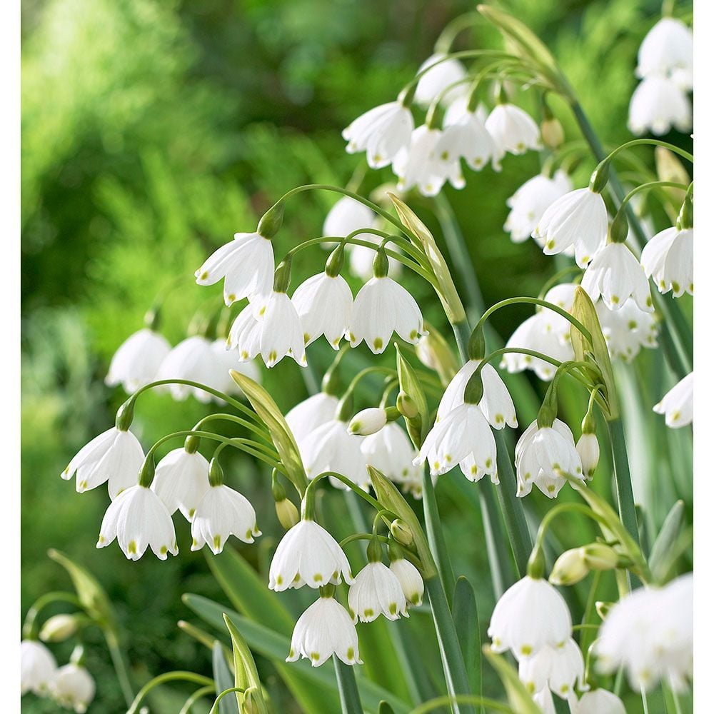 White bell shaped hot sale flower