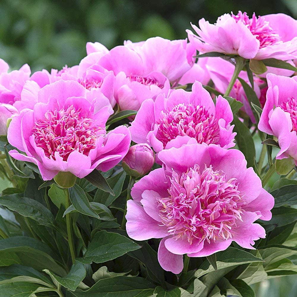 Peony Heidi White Flower Farm