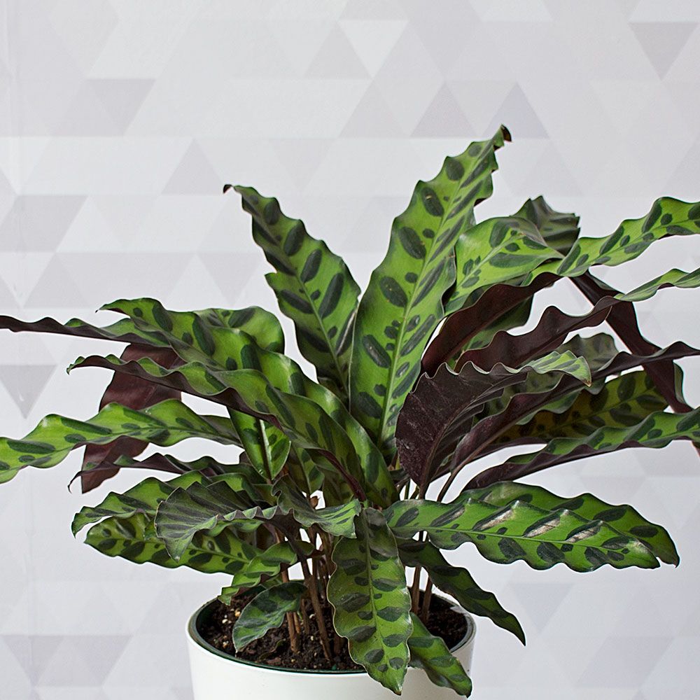 Rattlesnake Plant | White Flower Farm