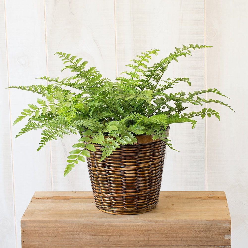 Bird's Nest Fern 'Austral Gem'