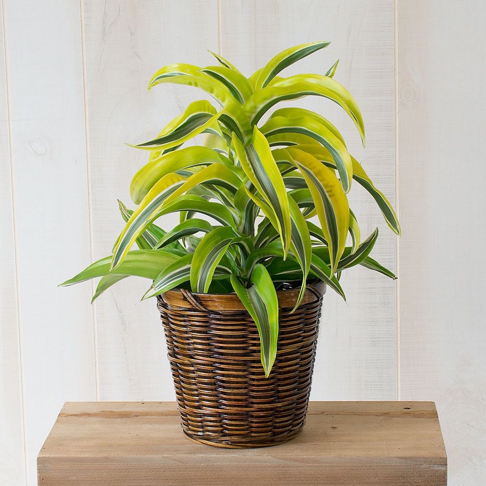 Dracaena Lemon Surprise | White Flower Farm