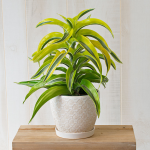  Dracaena 'Lemon Surprise'