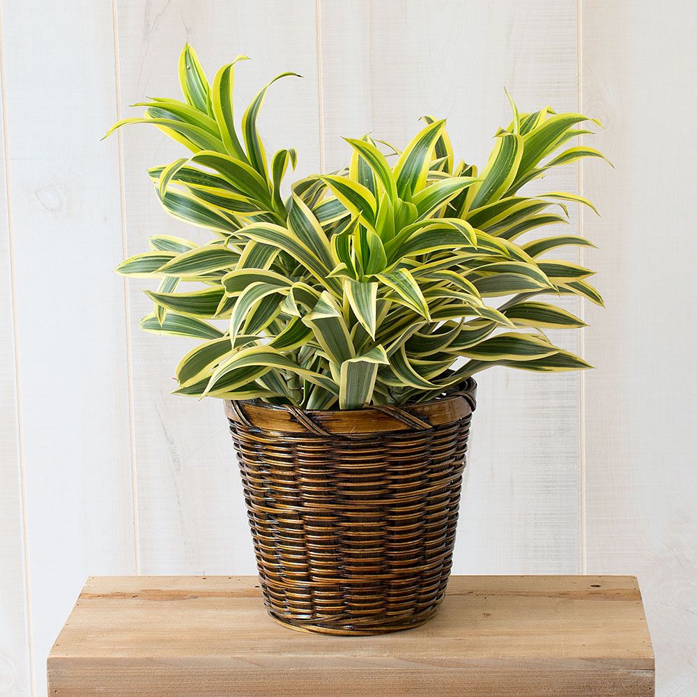 Dracaena 'Song of India'