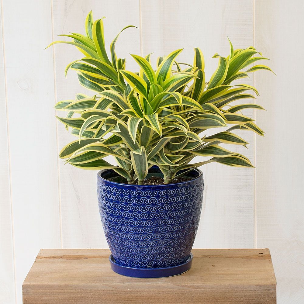 Dracaena Song of India White Flower Farm