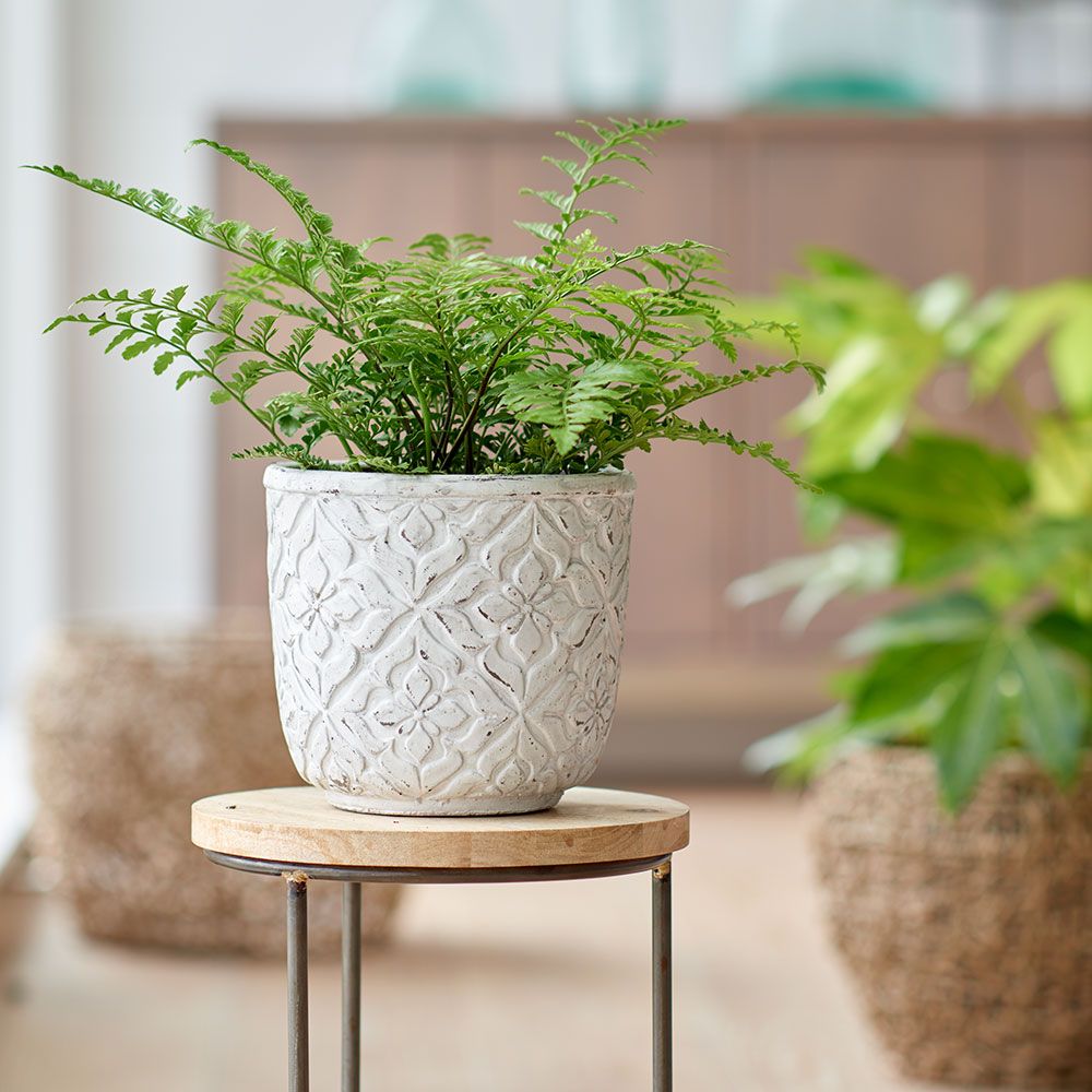Bird's Nest Fern Austral Gem White Flower Farm