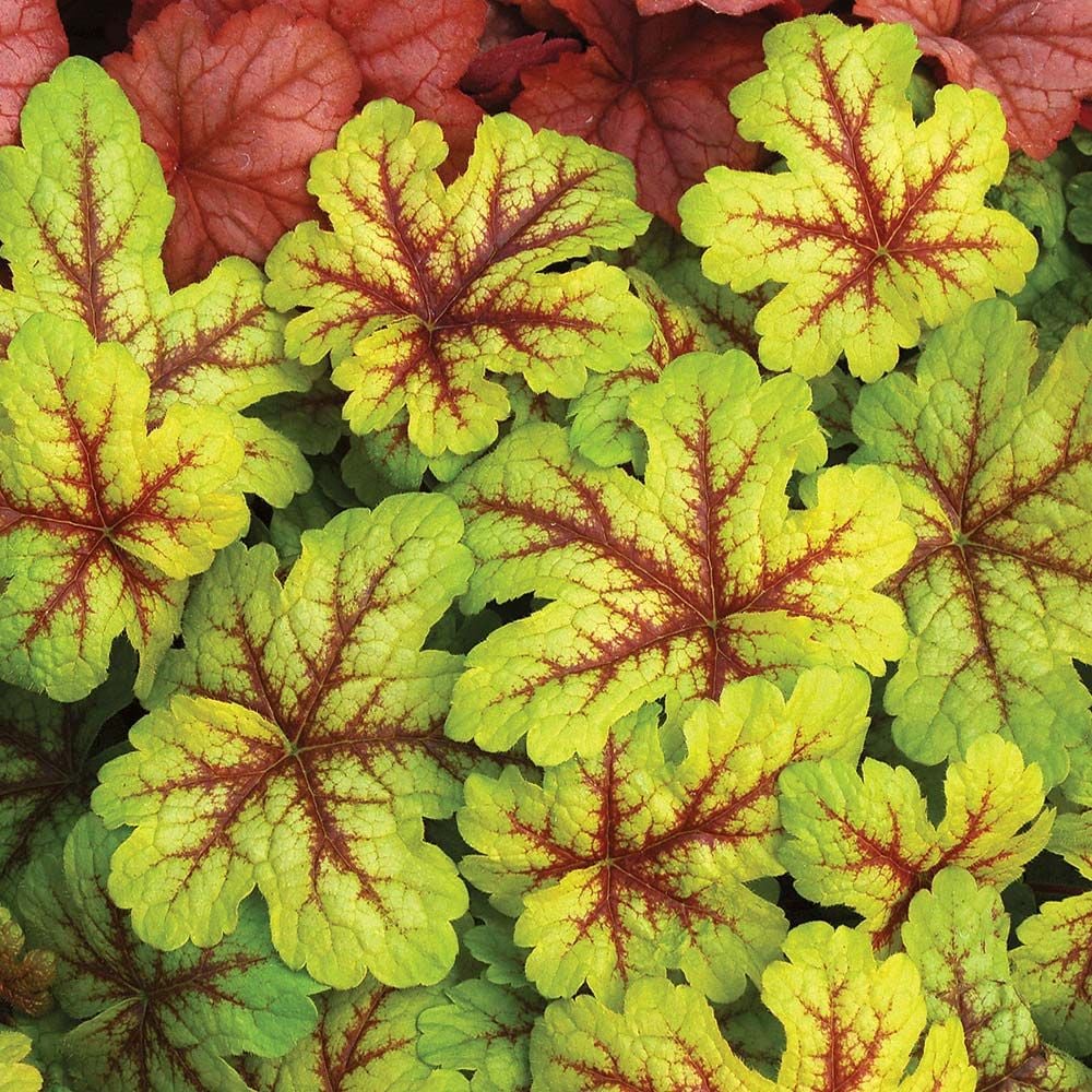 x Heucherella 'Alabama Sunrise'