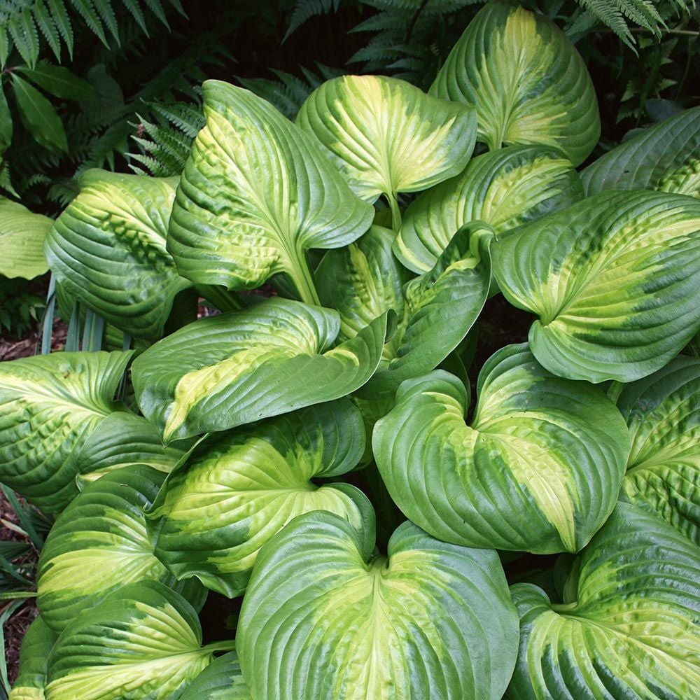 Hosta 'Cathedral Windows'