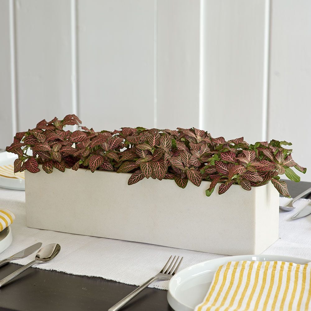 Pink Mosaic Plant in resin planter White Flower Farm