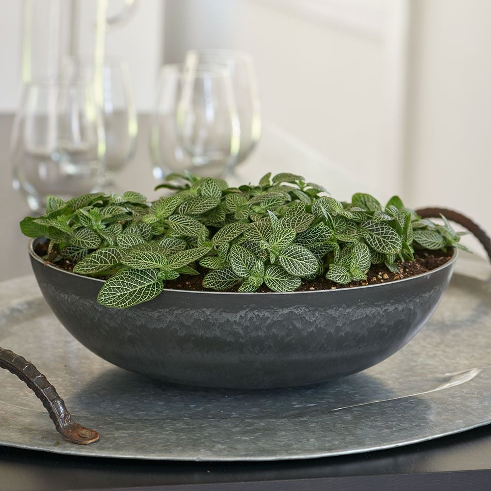 Green Mosaic Plant in resin bowl White Flower Farm