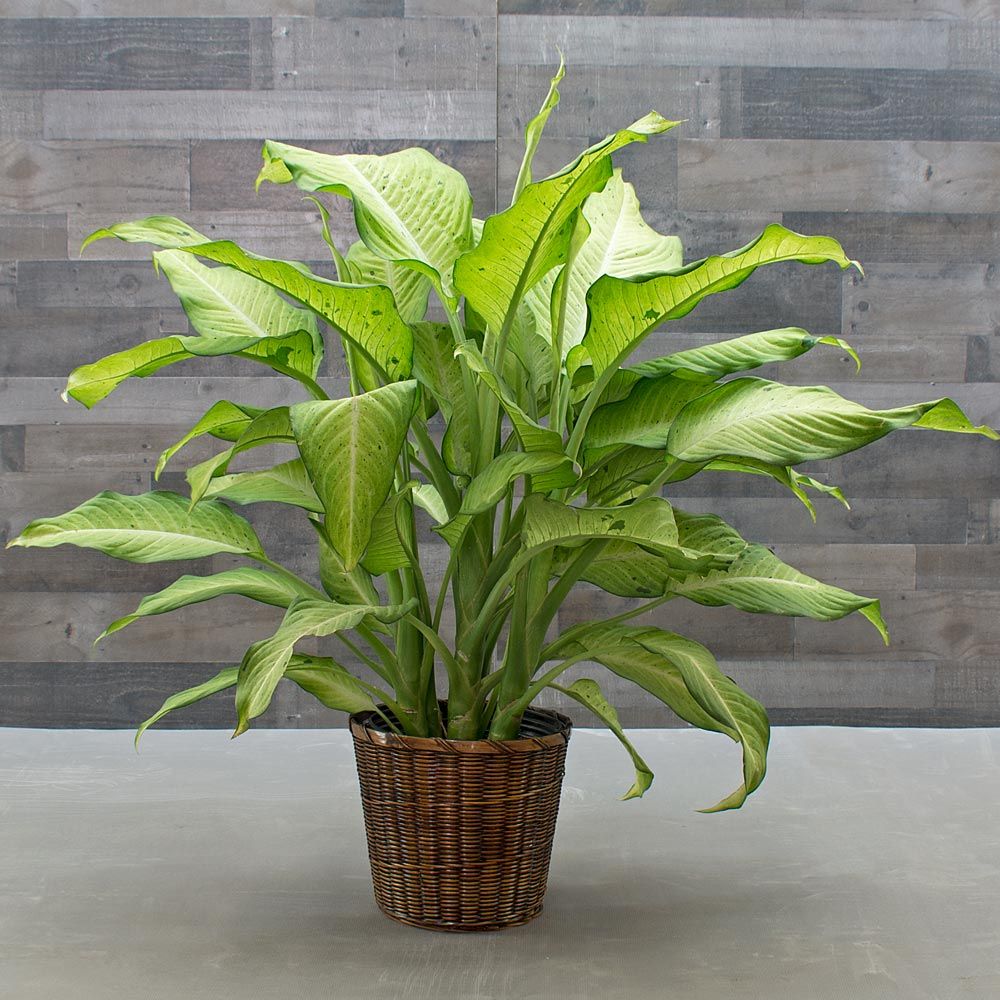 Dieffenbachia 'Camouflage' | White Flower Farm
