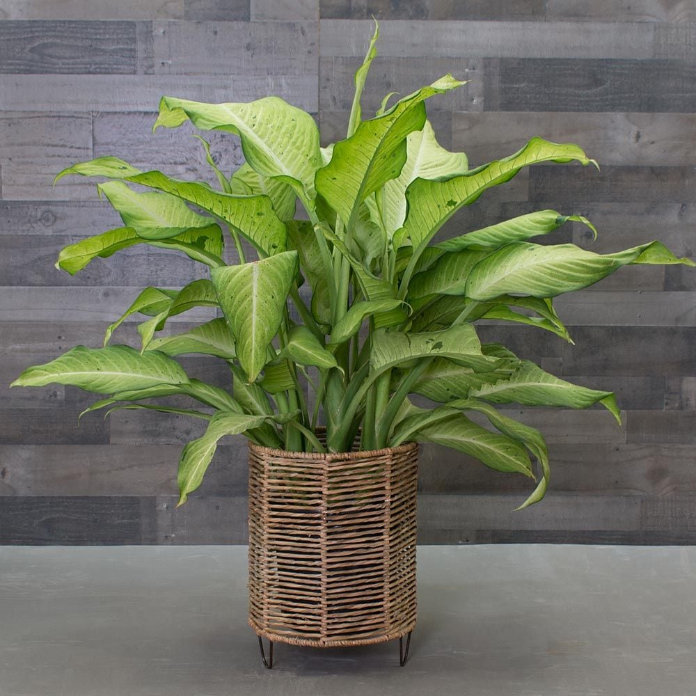 Dieffenbachia 'Camouflage'