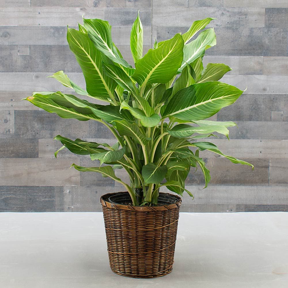 Dieffenbachia 'Sterling'