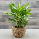  Dieffenbachia 'Sterling'