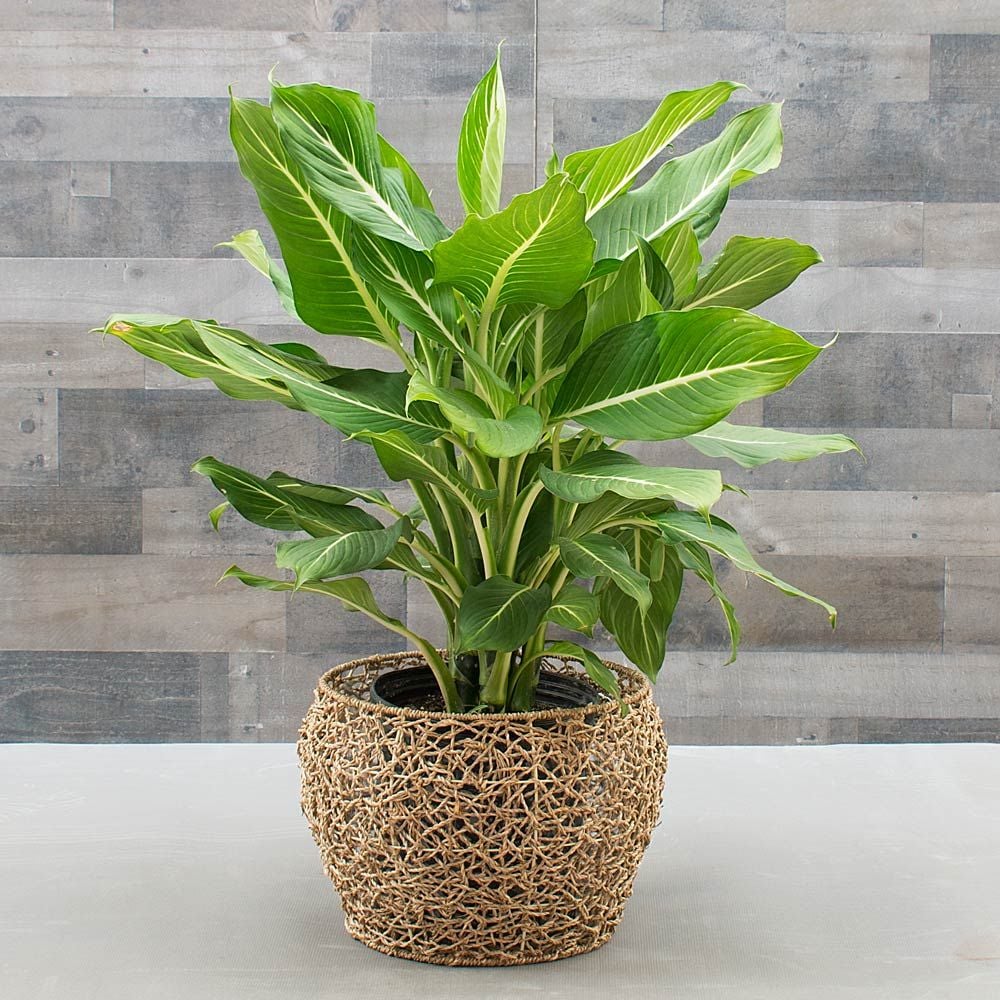 Dieffenbachia 'Sterling'