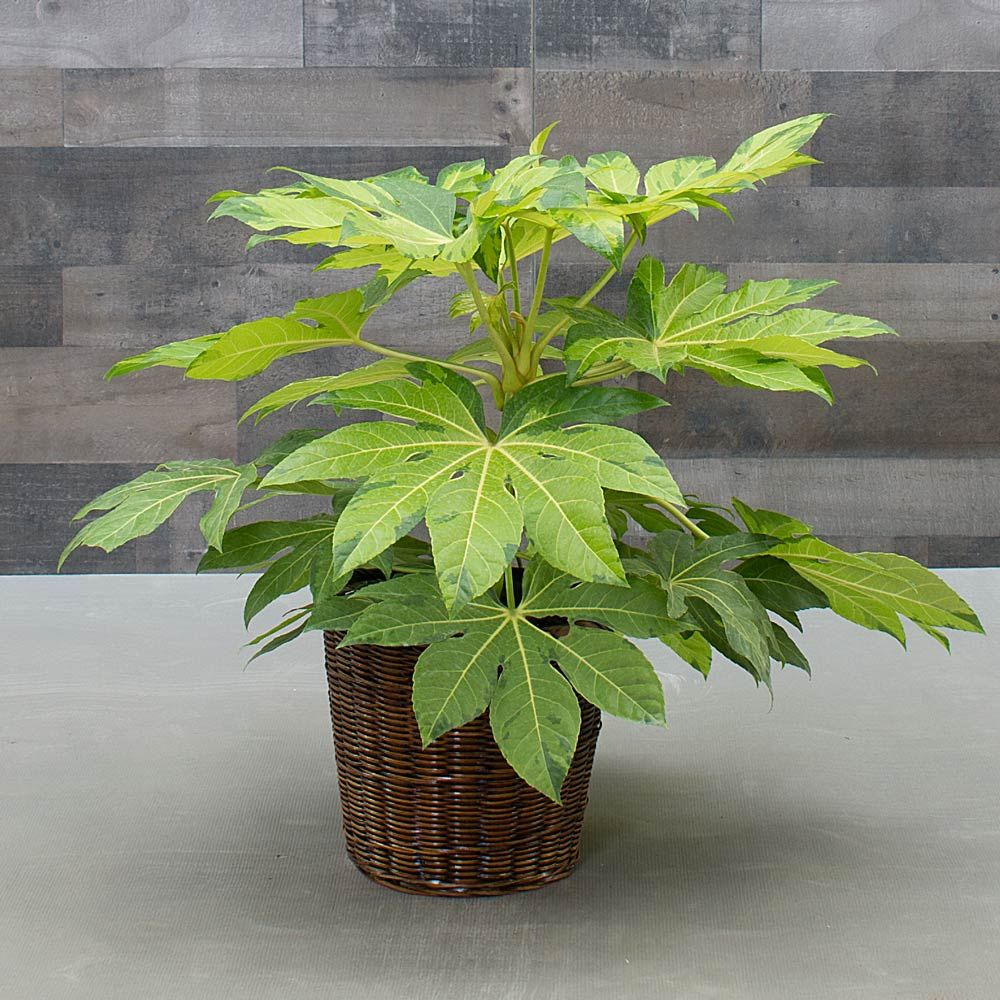 Japanese Aralia 'Murakumo Nishiki'