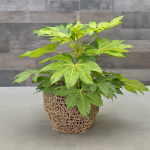  Japanese Aralia 'Murakumo Nishiki'