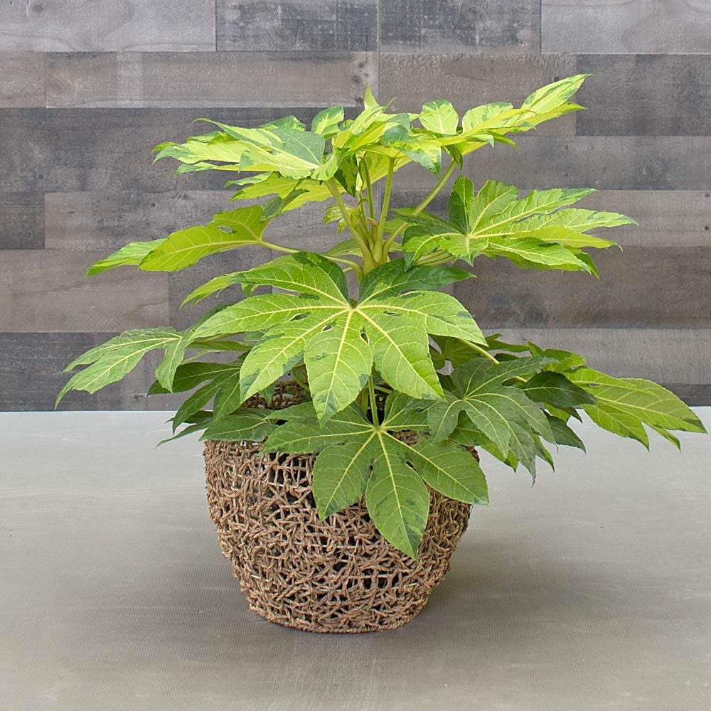 Japanese Aralia 'Murakumo Nishiki'