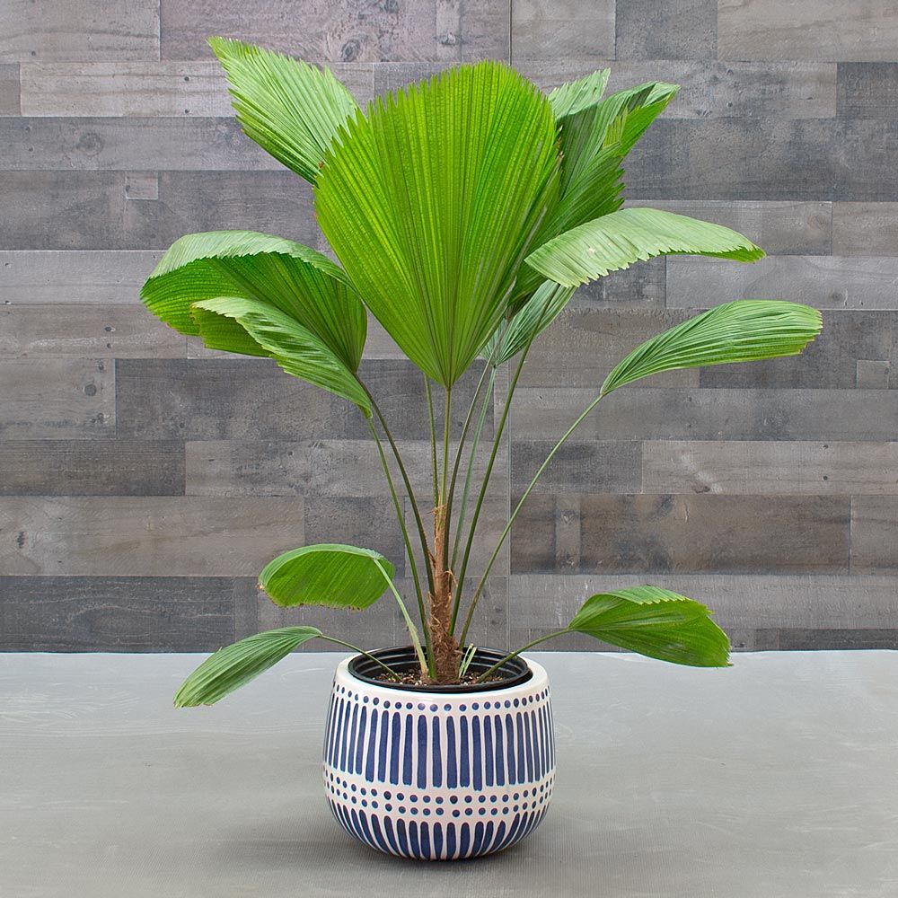 Ruffled Fan Palm White Flower Farm