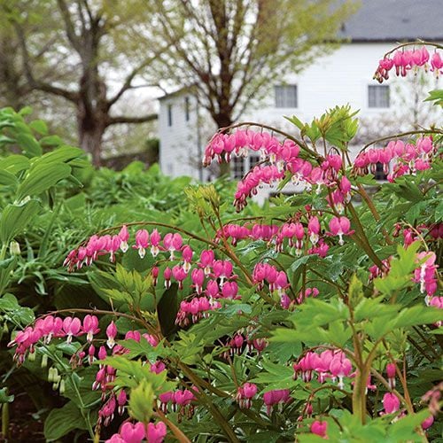 Dicentra (Bleeding Heart) White Flower Farm