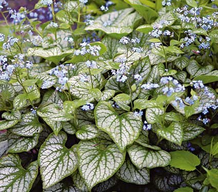 Zone 7 Perennials White Flower Farm