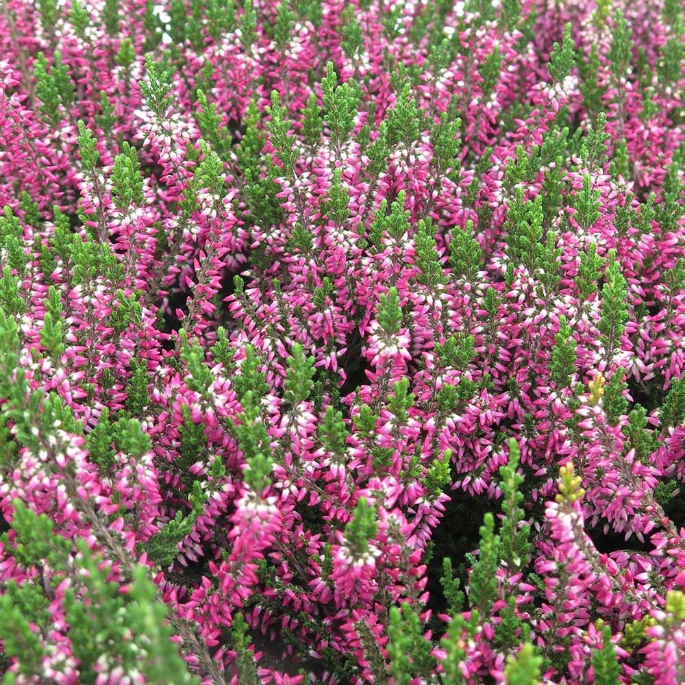 Calluna White Flower Farm