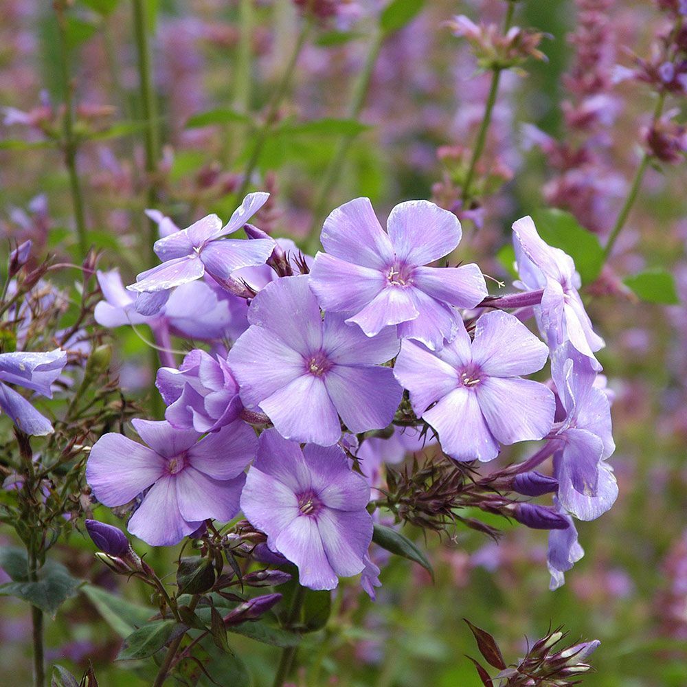 Perennials For Sun White Flower Farm