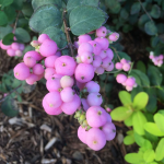 Shrubs & Vines to Feed the Birds