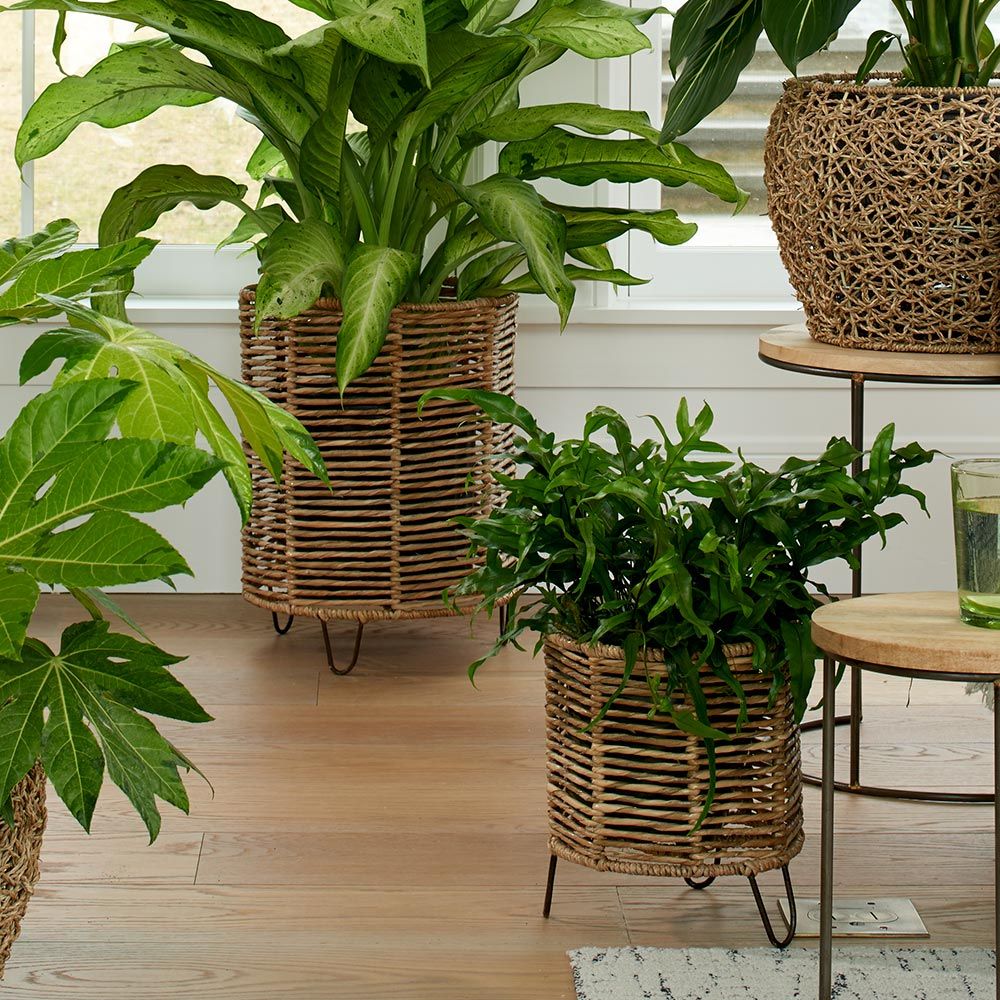 Cape May Footed Baskets White Flower Farm