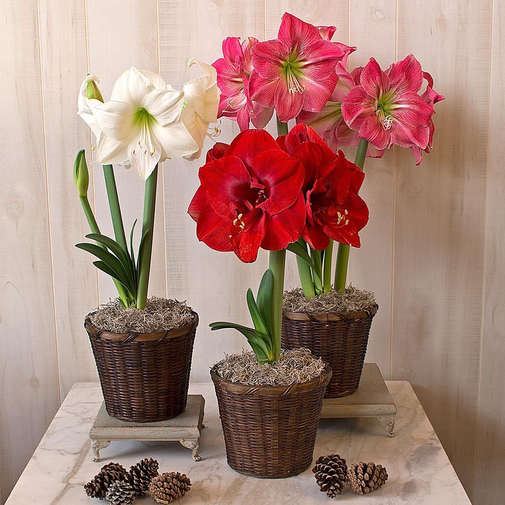 Early Blooming South African Amaryllis White Flower Farm
