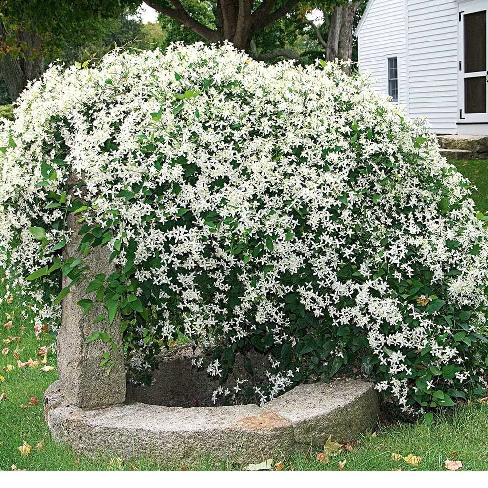 Clematis paniculata