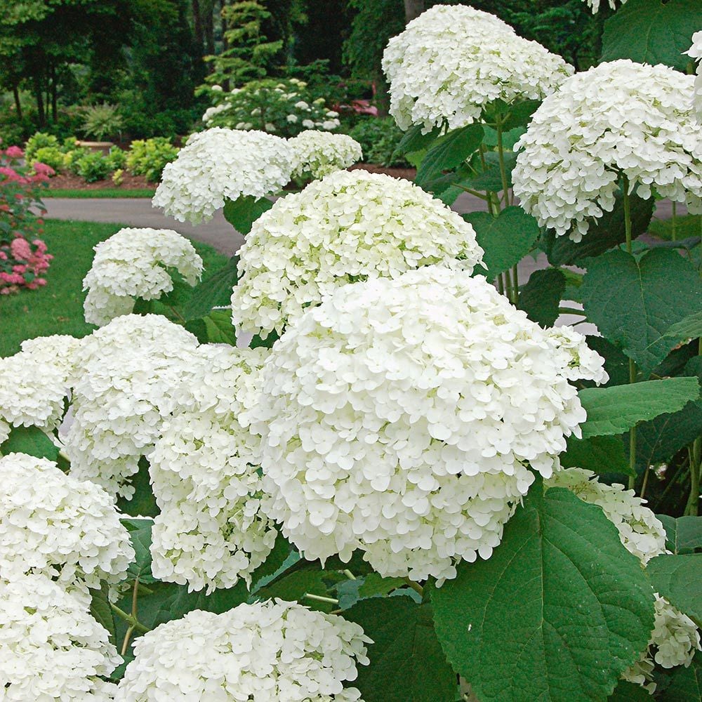 White hydrangea sales