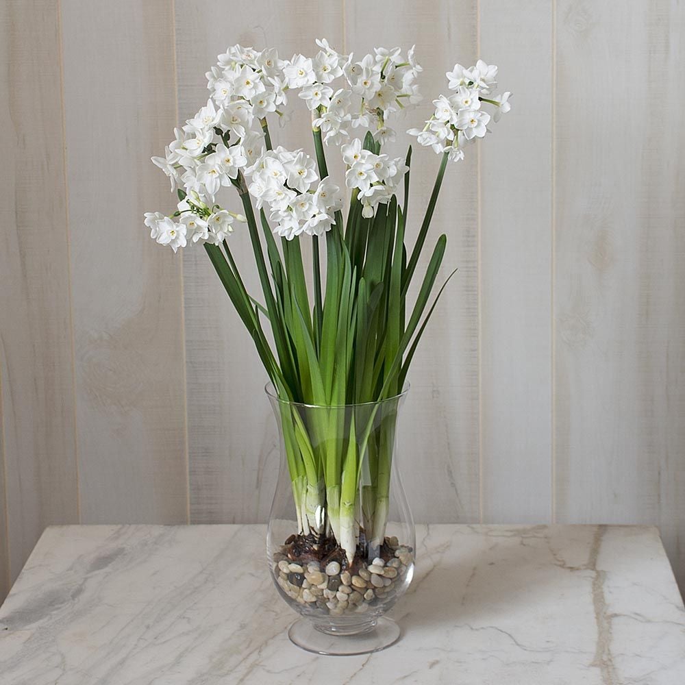 Ziva Paperwhite Kit in Hurricane Vase White Flower Farm
