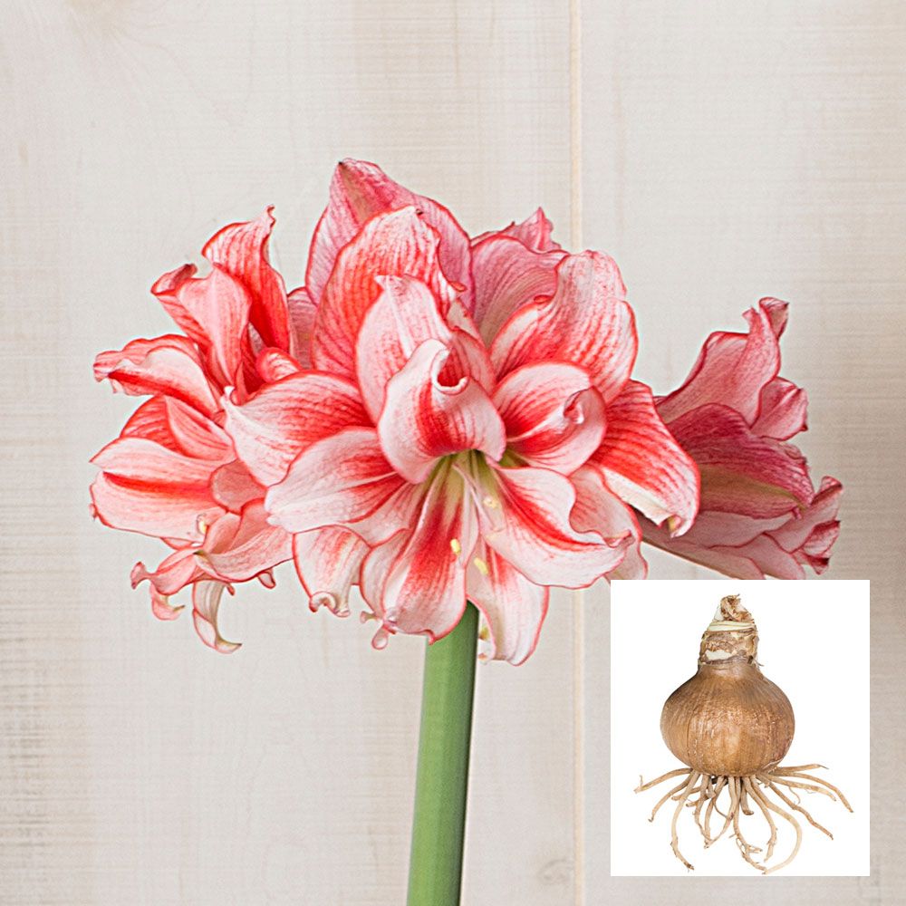 Amaryllis Joker®