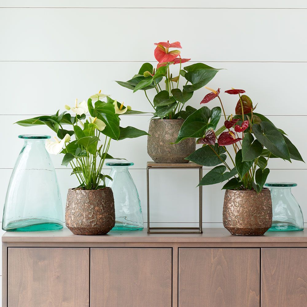 Pots & Pottery White Flower Farm