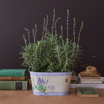  Lavender 'Goodwin Creek Grey' in decorative metal cachepot