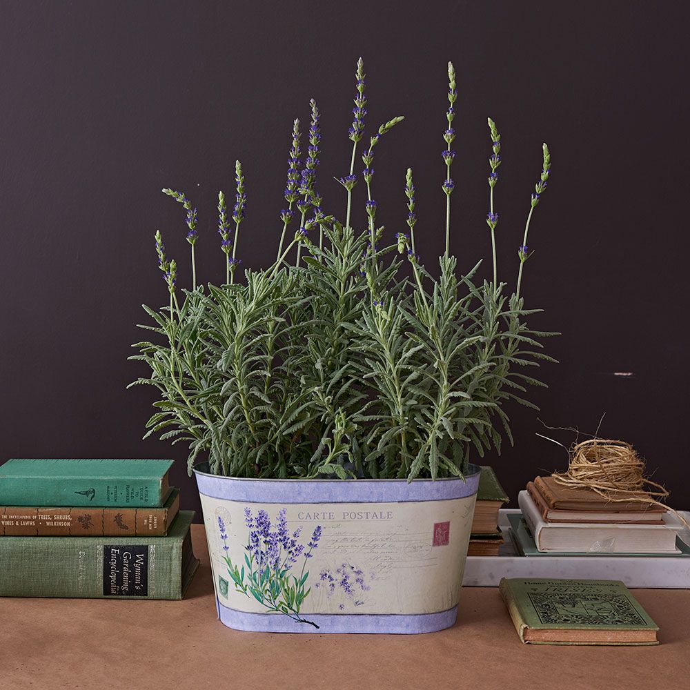 Lavender 'Goodwin Creek Grey' in decorative metal cachepot