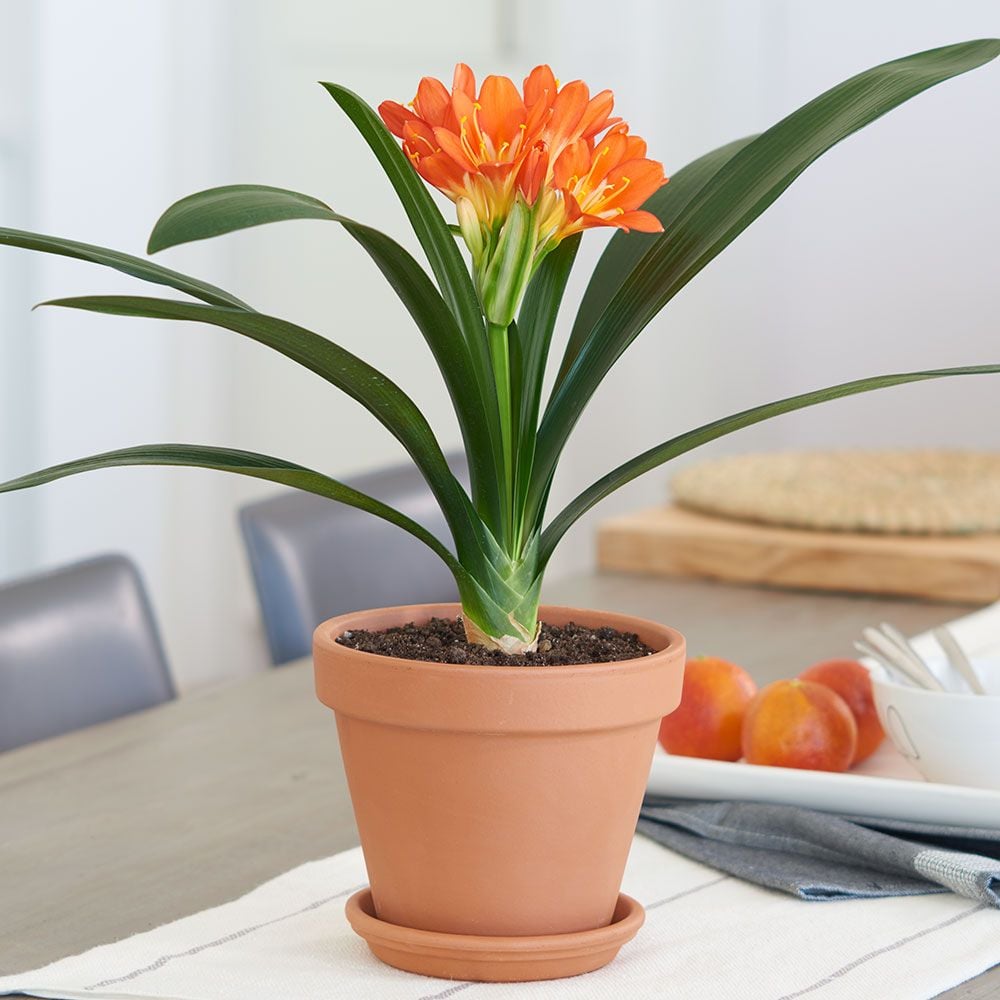 Clivia miniata in clay pot with saucer
