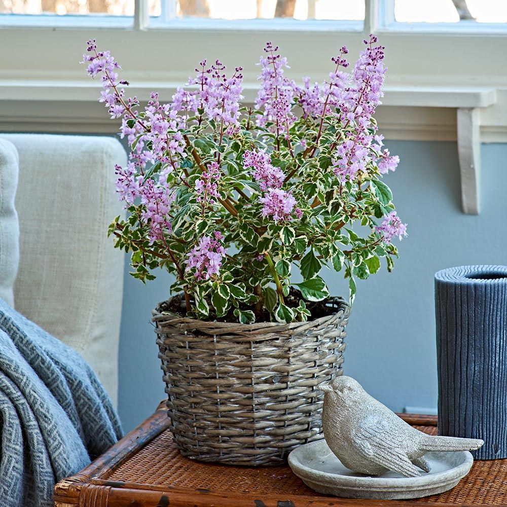 Hemizygia Candy Kisses in woven basket White Flower Farm