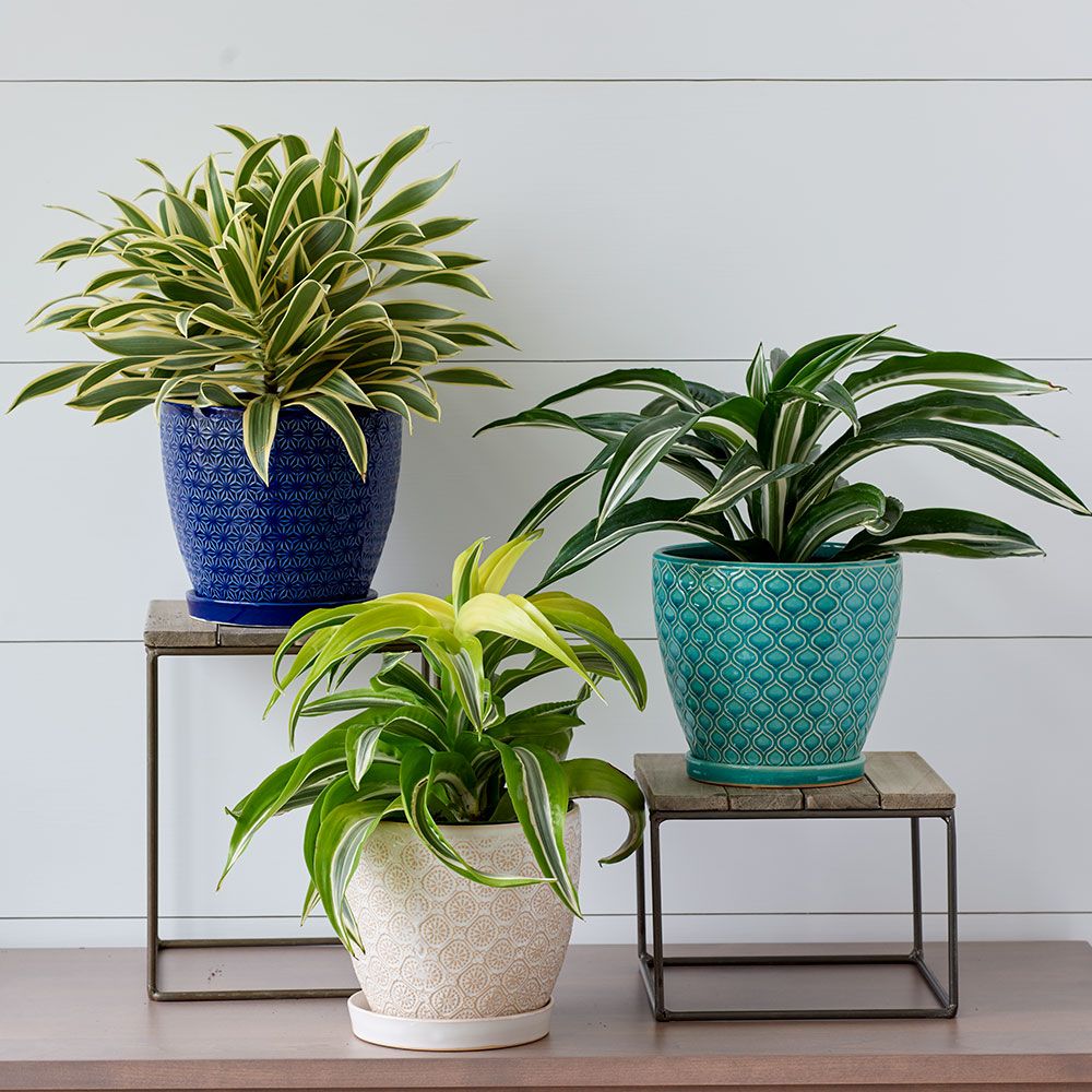 Colorful Ceramic Cachepots