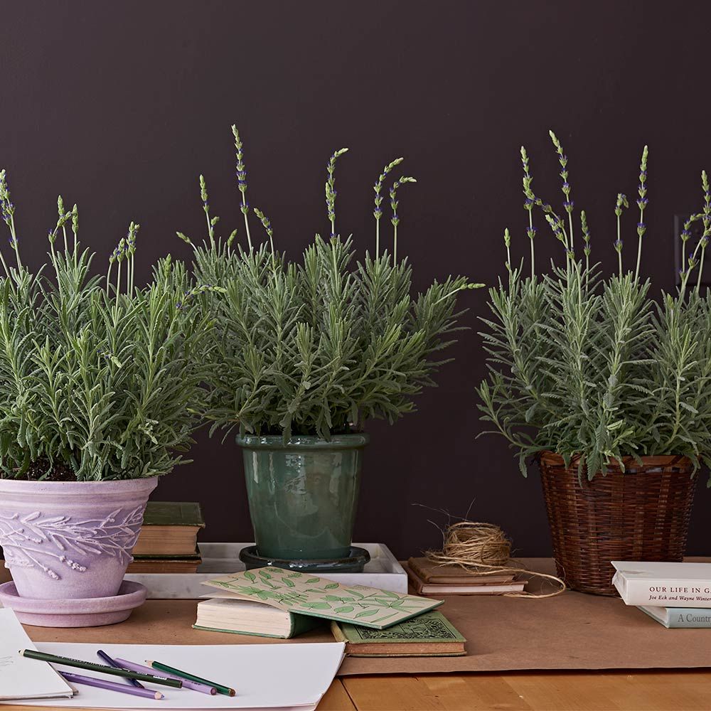 Amazon Co Uk Indoor Lavender Plants
