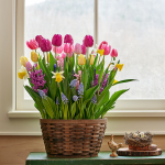  Pastel Parade Bulb Collection, 62 bulbs in large woven basket