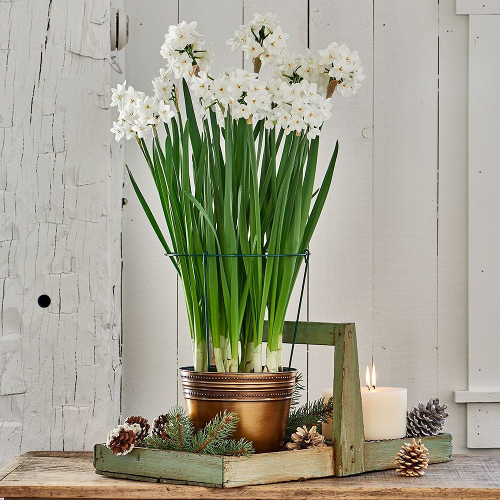 Paperwhite Kit with bronzed metal cachepot