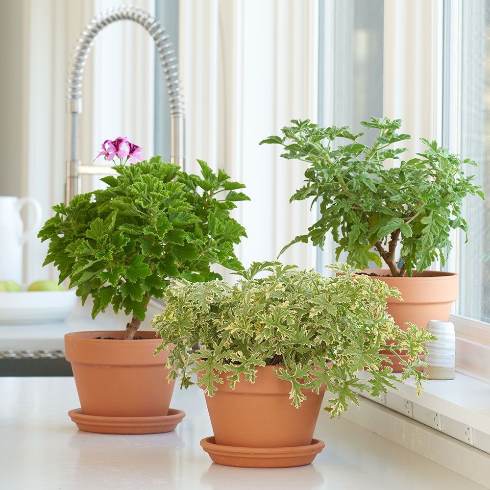 Scented Geranium Trio in terracotta pots White Flower Farm