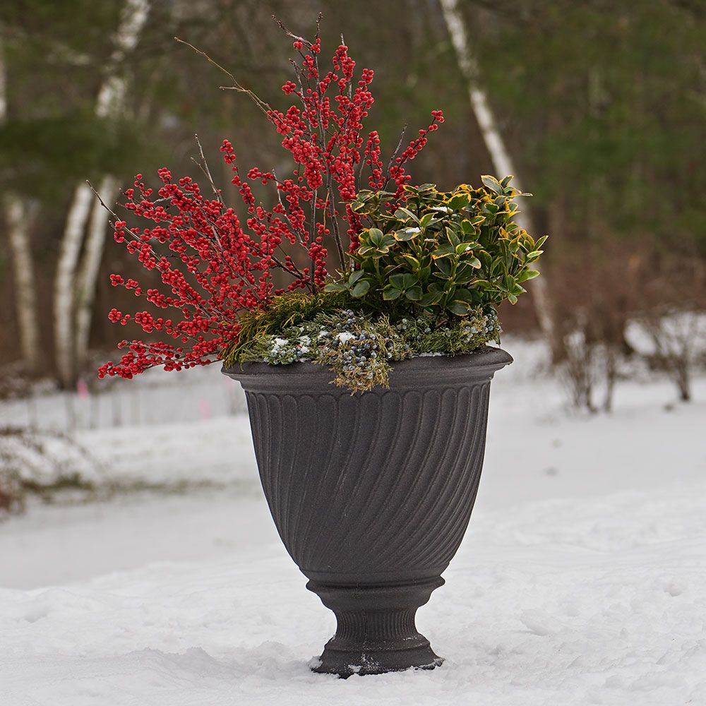 Winter Garden Container Collection White Flower Farm