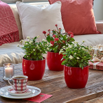  Holiday Euphorbia Trio in ceramic cachepots