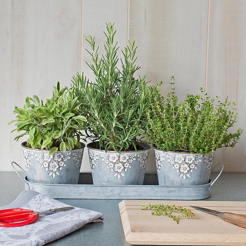 Cook's Herb Trio in embossed pots