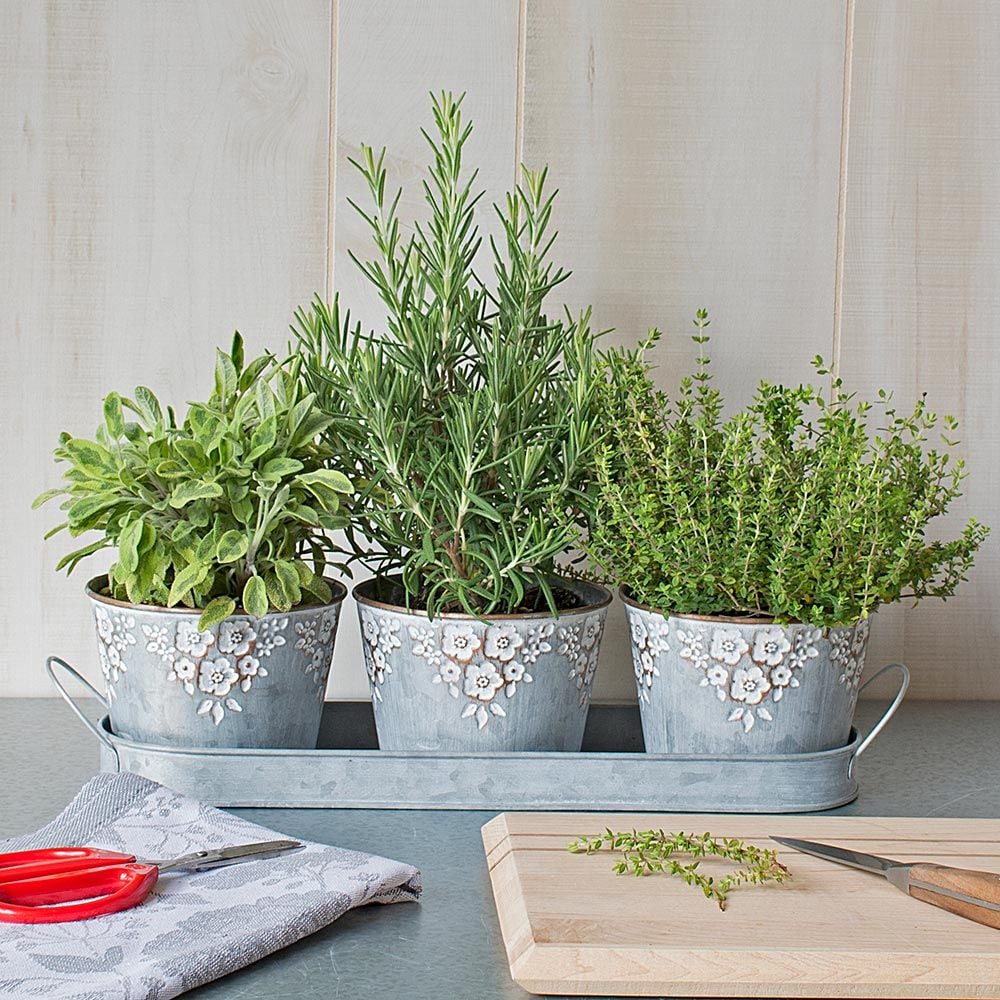 embossed Trio | in pots White Herb Cook\'s Farm Flower