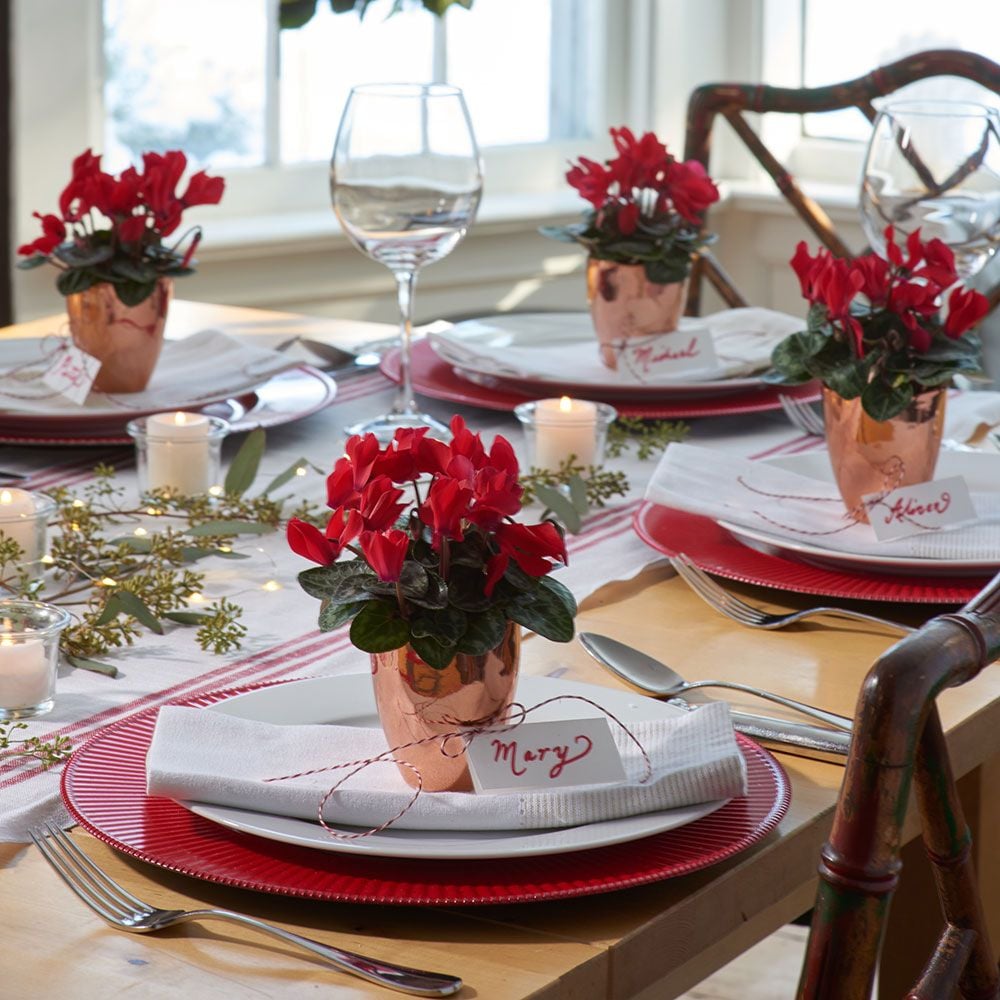 Mini Red Cyclamen Quartet in ceramic cachepots