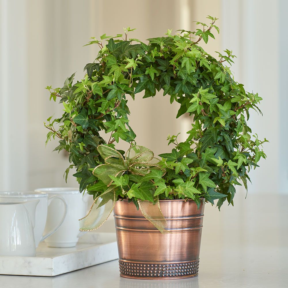 English Ivy Ring in metal cachepot