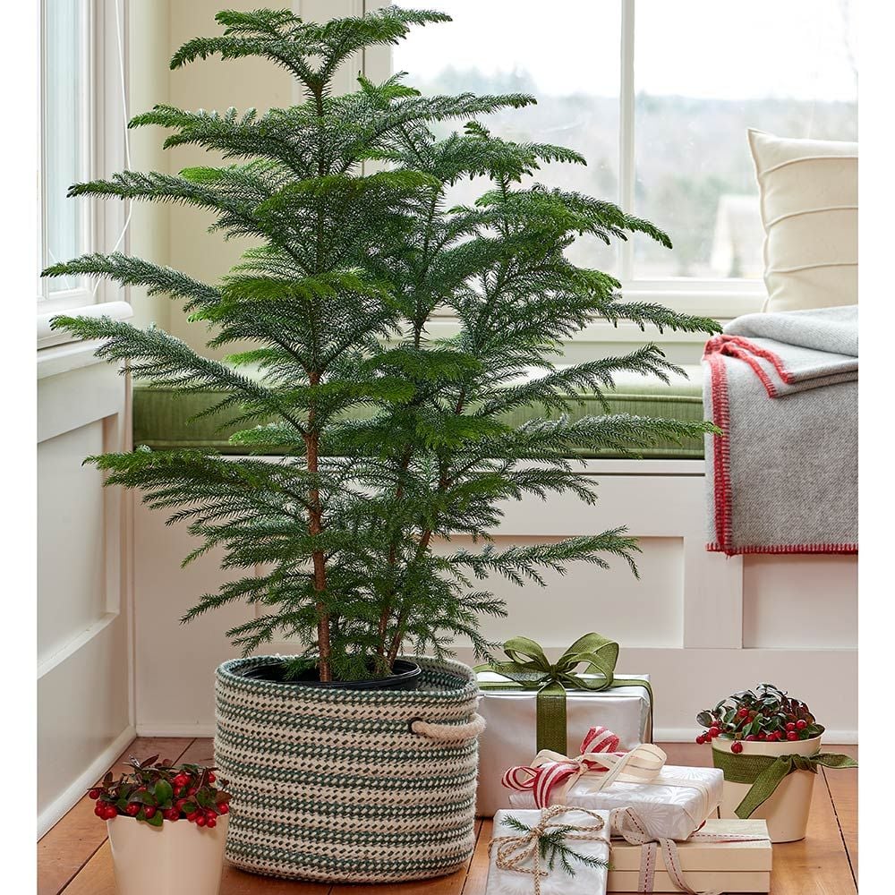 Norfolk Island Pine In Baskets White Flower Farm